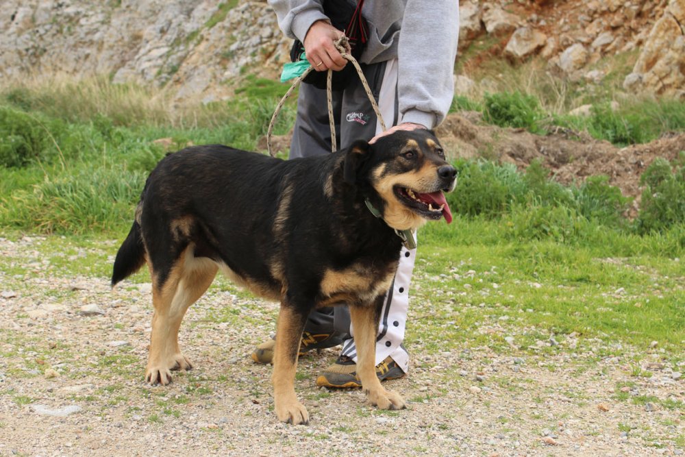 a big dog outdoors held by a volunteer dog walker